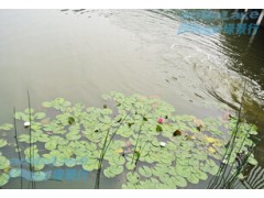 城市公園藍藻水華治理凈化項目
