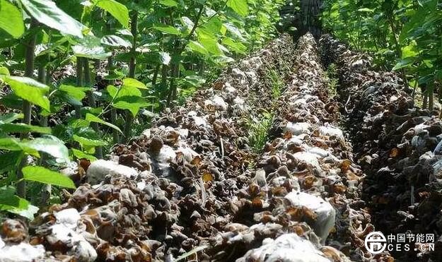 QQ截圖20180709125442