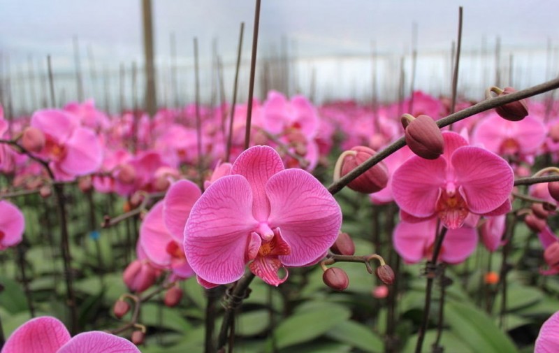 蝴蝶蘭 溫室_副本