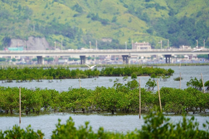國內(nèi)總量最大、數(shù)額最高紅樹林碳匯認(rèn)購在廣東簽約