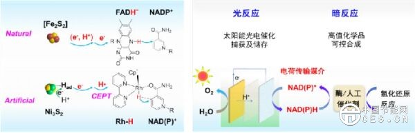 李燦院士團隊實現(xiàn)仿生輔酶的高效再生，選擇性高于99%，助力構(gòu)筑太陽能人工光合成體系