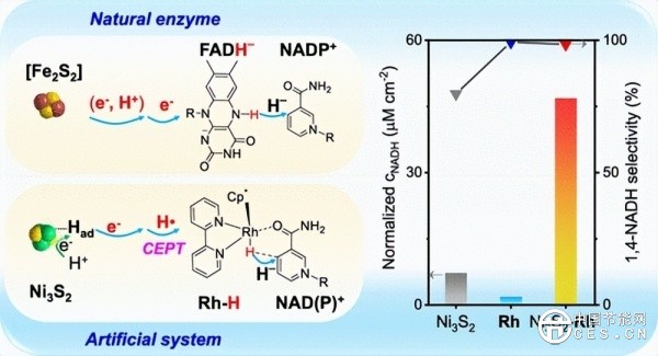 李燦院士團隊實現(xiàn)仿生輔酶的高效再生，選擇性高于99%，助力構(gòu)筑太陽能人工光合成體系