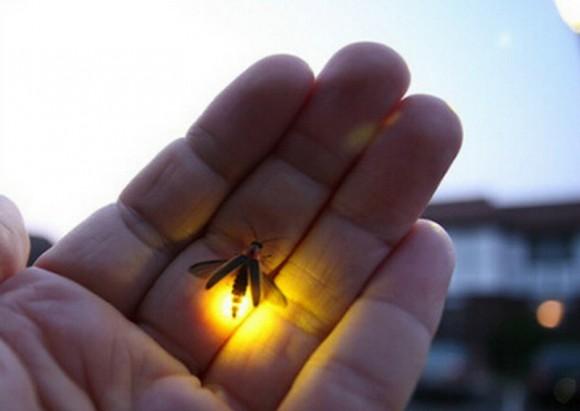 朝陽區(qū)一公園擬舉行螢火蟲展。