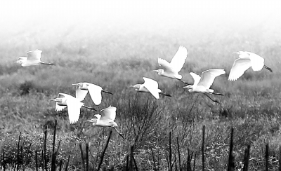 近年來，廣西融安縣注重生態(tài)環(huán)境保護，下大力氣開展石漠化綜合治理，引來白鷺“安營扎寨”。