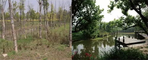 杭州西溪濕地截污納管治理效果對比圖