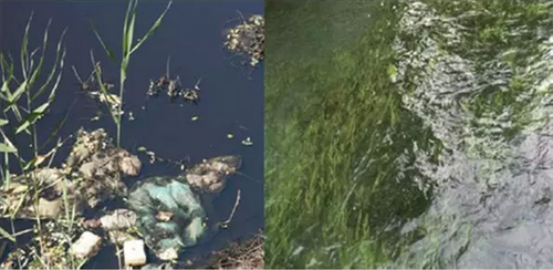 浙江大學(xué)玉泉校區(qū)護(hù)城河引水釋污治理效果對比圖