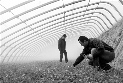 中節(jié)能懷來20兆瓦光伏農(nóng)業(yè)科技大棚電站項(xiàng)目