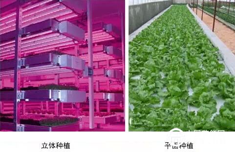 LED照明與植物工廠的那些事